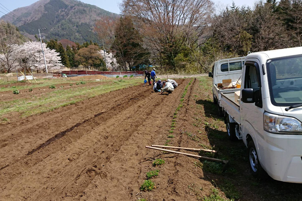 人参の播種