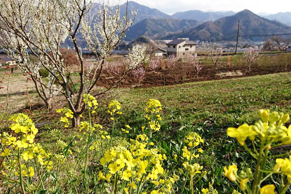 菜の花