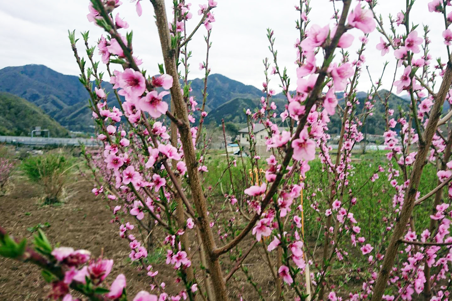 薬用桃たちの八分咲き