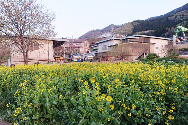 農業法人 野草のさと の全景