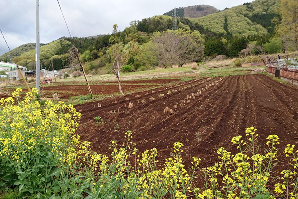 中央ゾーンの花(青首大根)