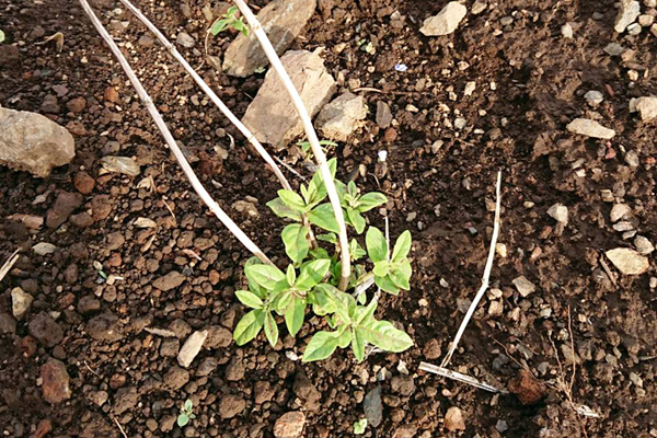 レモンバーメナの露地で冬越出来、発芽