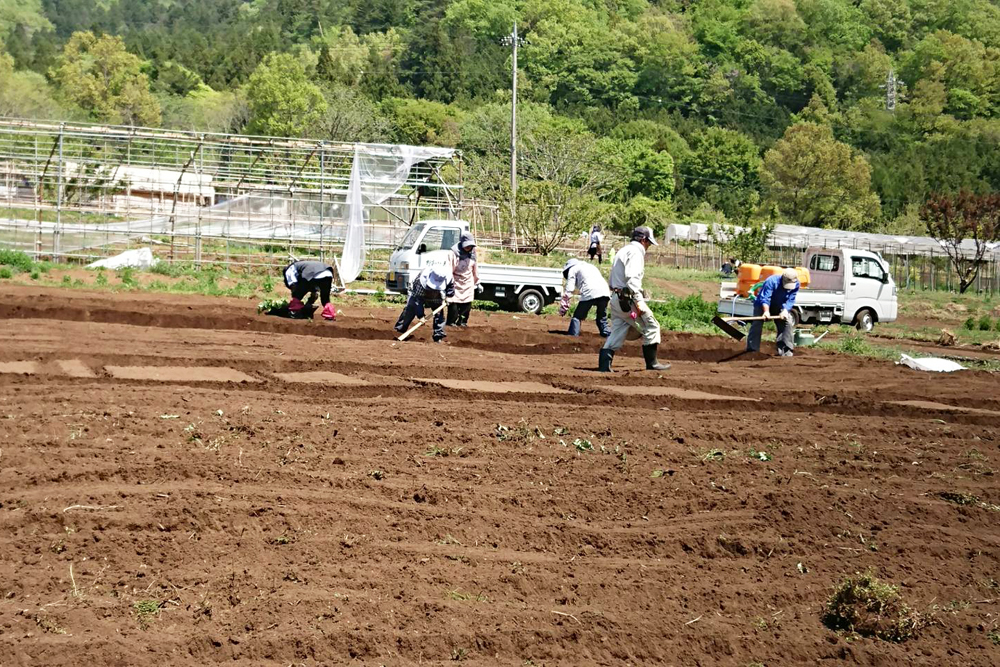 モロッコいんげんや、伏見甘長唐辛子の作付け風景