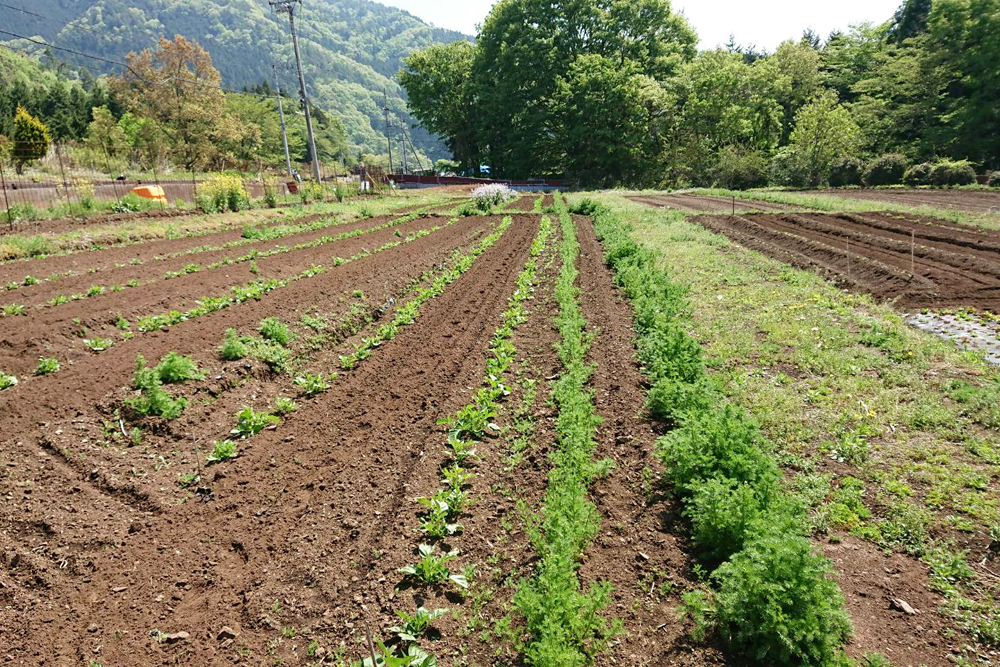 中央ゾーンの観光バス対応エリア