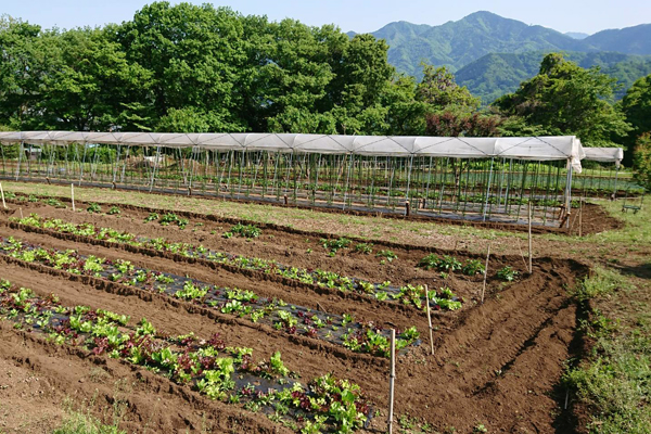 ミニトマトや野菜や白ナスの苗植え付け完了