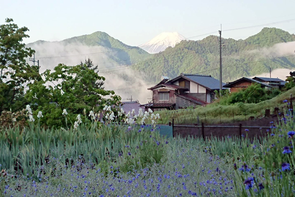 西南に富士山眺望🔛春の花 とのコラボ園