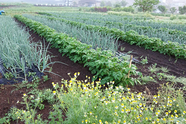 今年4月植え付けのじゃがいもと玉ねぎ