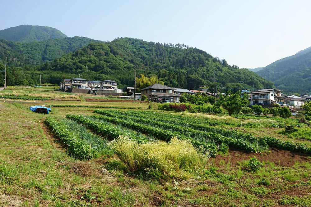 ももくら農園南ゾーンの玉ねぎ、じゃがいも、桃源郷