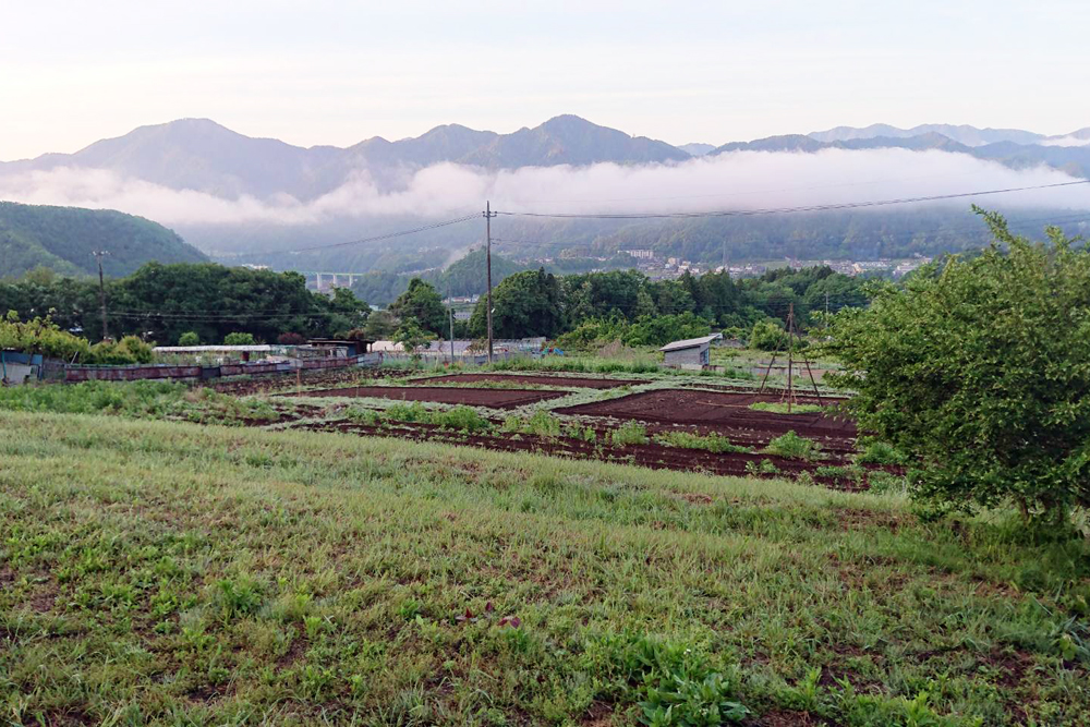 6月月初のももくら農園