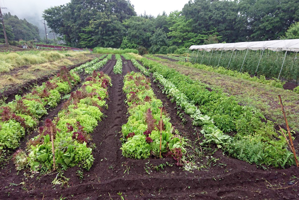 葉もの野菜、レタス、じゃがいも、奥は人参