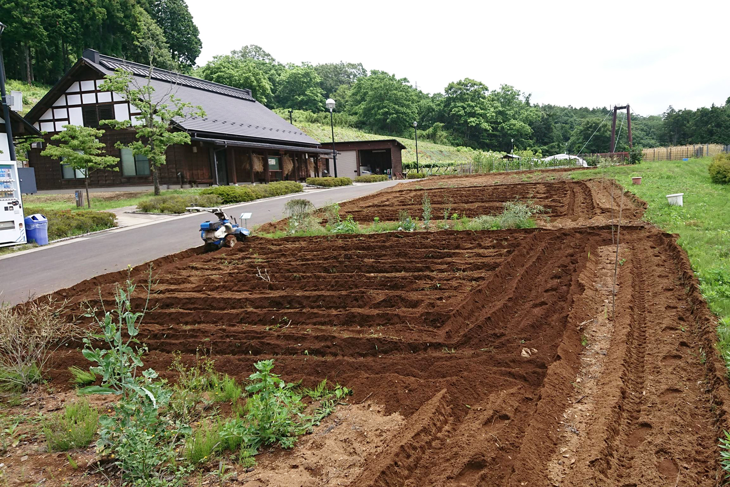 有機無農薬栽培を実践し、種にもこだわっています