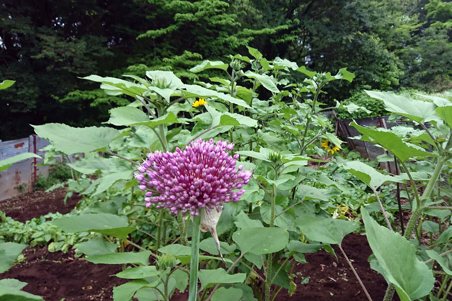 ニンニクの花